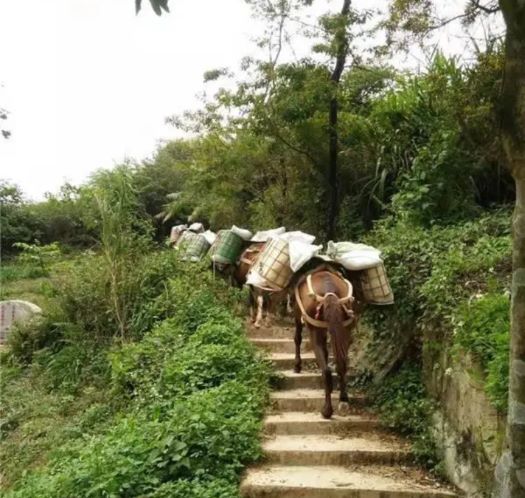 东营山区马帮运输