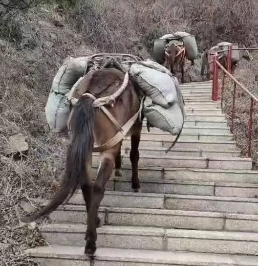 东营骡马运输